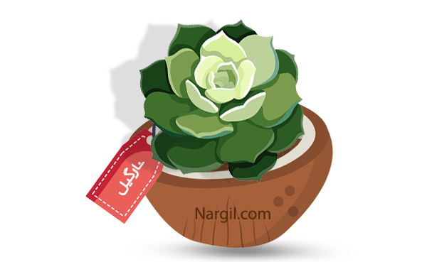  Nargil - hen and chicks